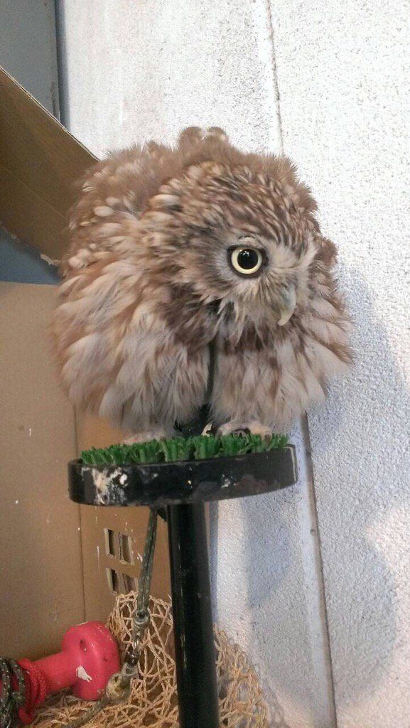 oh my god twitter doesn’t include alt text from images in their API