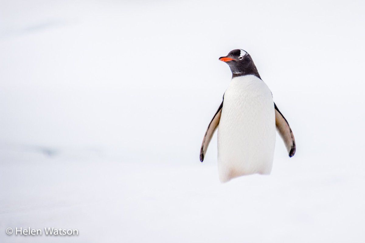 oh my god twitter doesn’t include alt text from images in their API