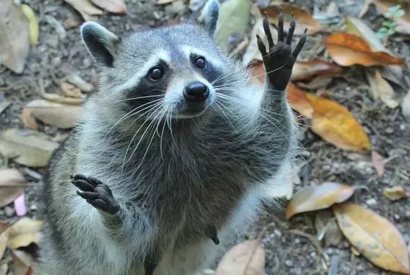 oh my god twitter doesn’t include alt text from images in their API