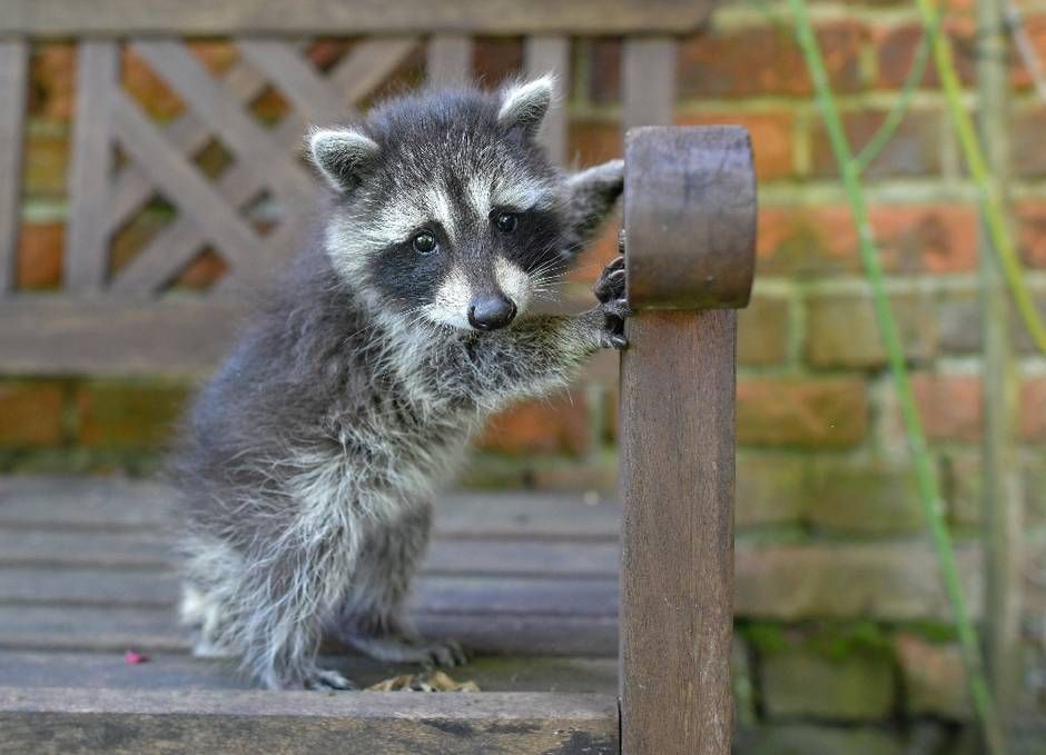 oh my god twitter doesn’t include alt text from images in their API