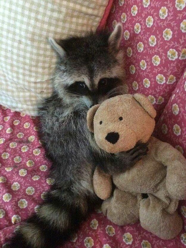 oh my god twitter doesn’t include alt text from images in their API