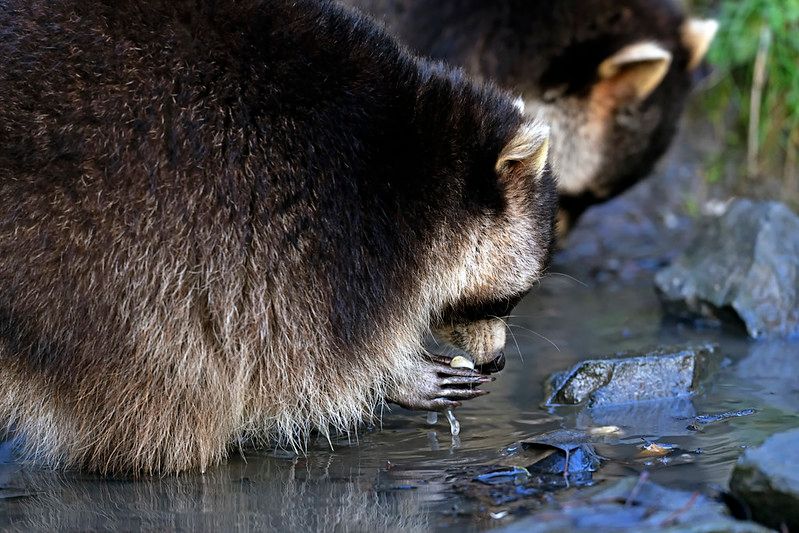 oh my god twitter doesn’t include alt text from images in their API