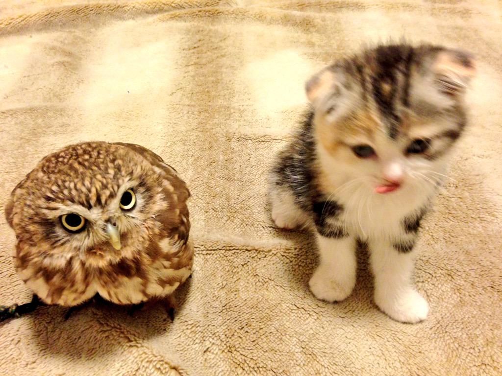 oh my god twitter doesn’t include alt text from images in their API