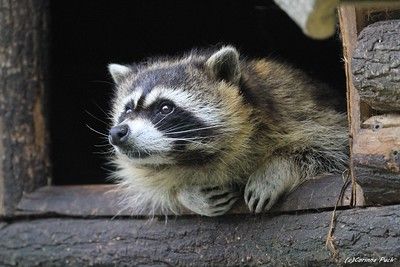 oh my god twitter doesn’t include alt text from images in their API