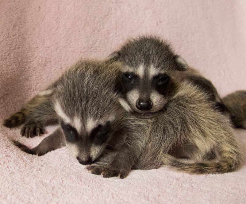 oh my god twitter doesn’t include alt text from images in their API