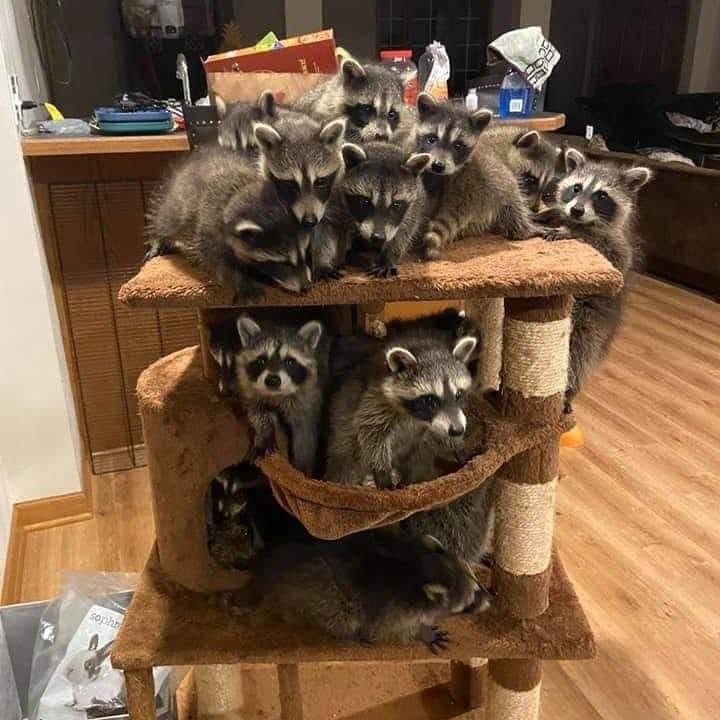 oh my god twitter doesn’t include alt text from images in their API