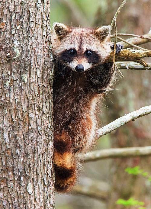 oh my god twitter doesn’t include alt text from images in their API