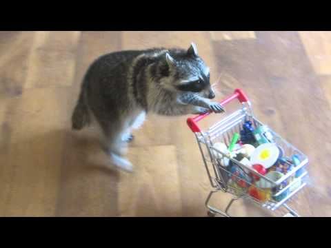 oh my god twitter doesn’t include alt text from images in their API