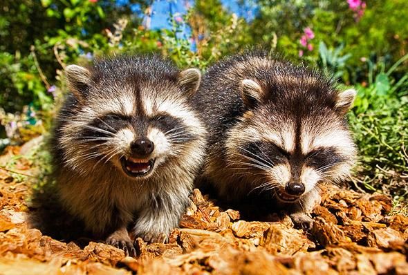 oh my god twitter doesn’t include alt text from images in their API