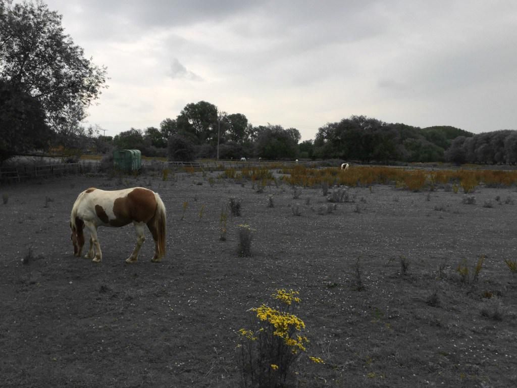 oh my god twitter doesn’t include alt text from images in their API