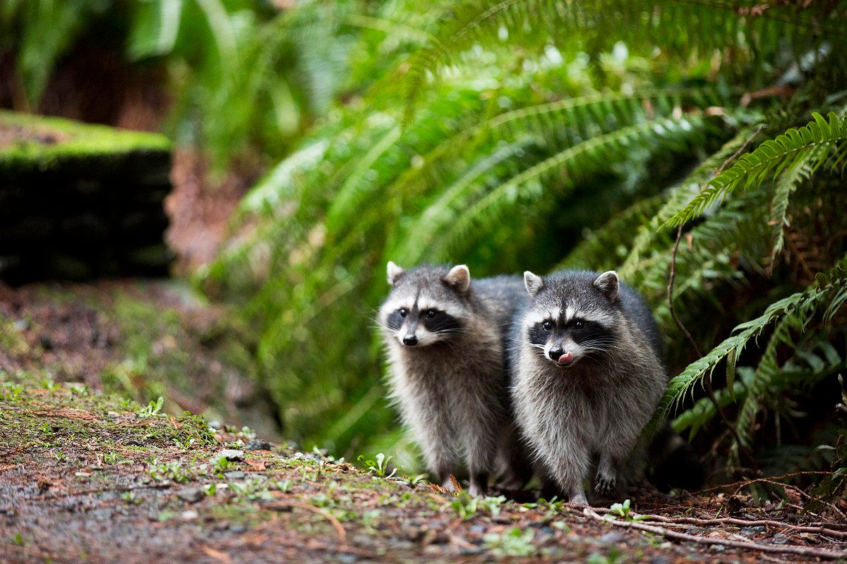 oh my god twitter doesn’t include alt text from images in their API