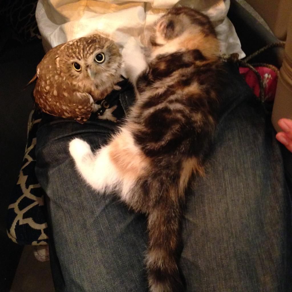 oh my god twitter doesn’t include alt text from images in their API