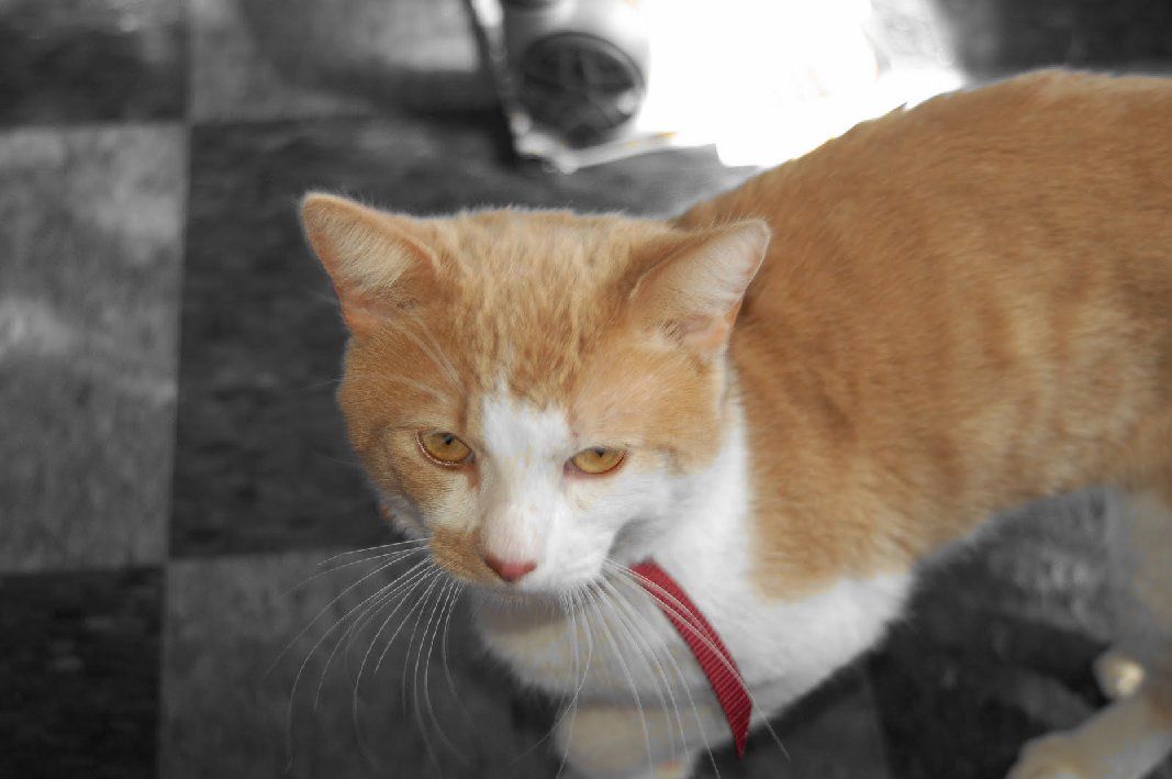 oh my god twitter doesn’t include alt text from images in their API