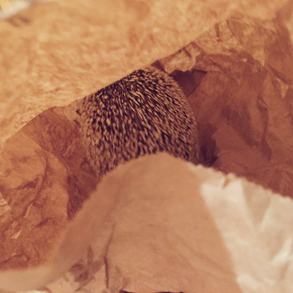 oh my god twitter doesn’t include alt text from images in their API