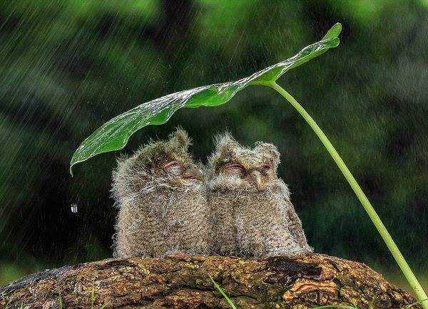 oh my god twitter doesn’t include alt text from images in their API