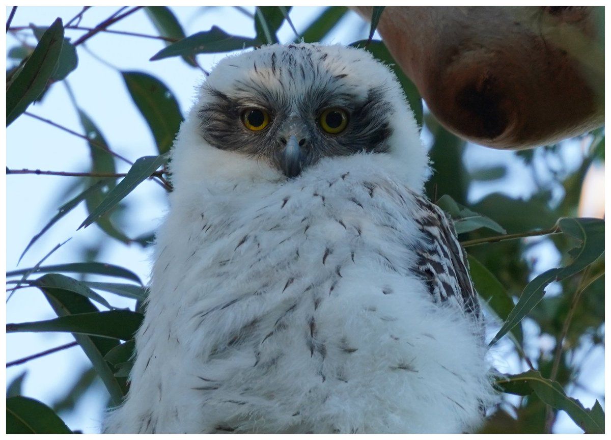 oh my god twitter doesn’t include alt text from images in their API