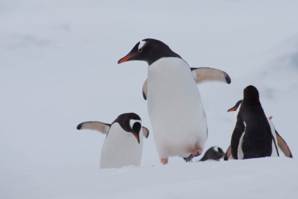 oh my god twitter doesn’t include alt text from images in their API