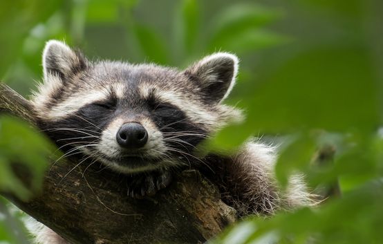 oh my god twitter doesn’t include alt text from images in their API