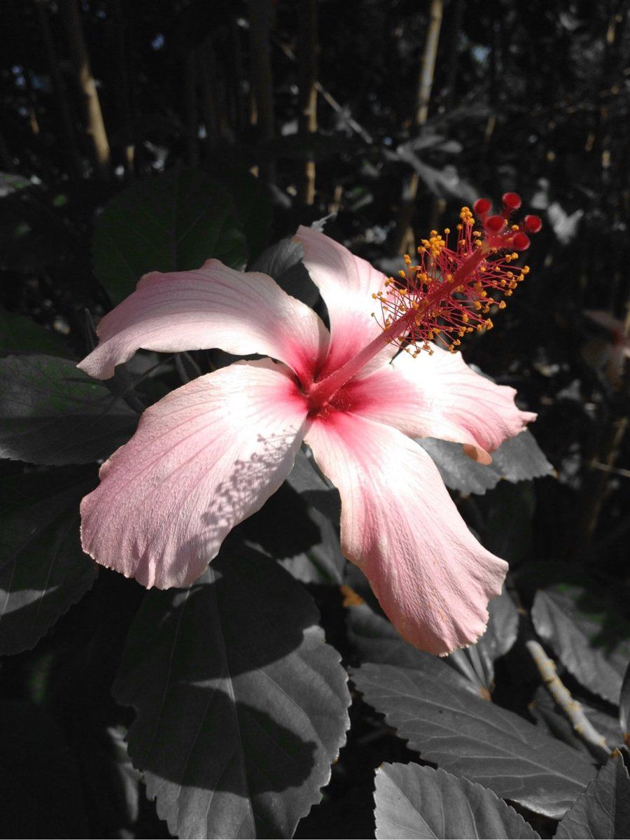 oh my god twitter doesn’t include alt text from images in their API