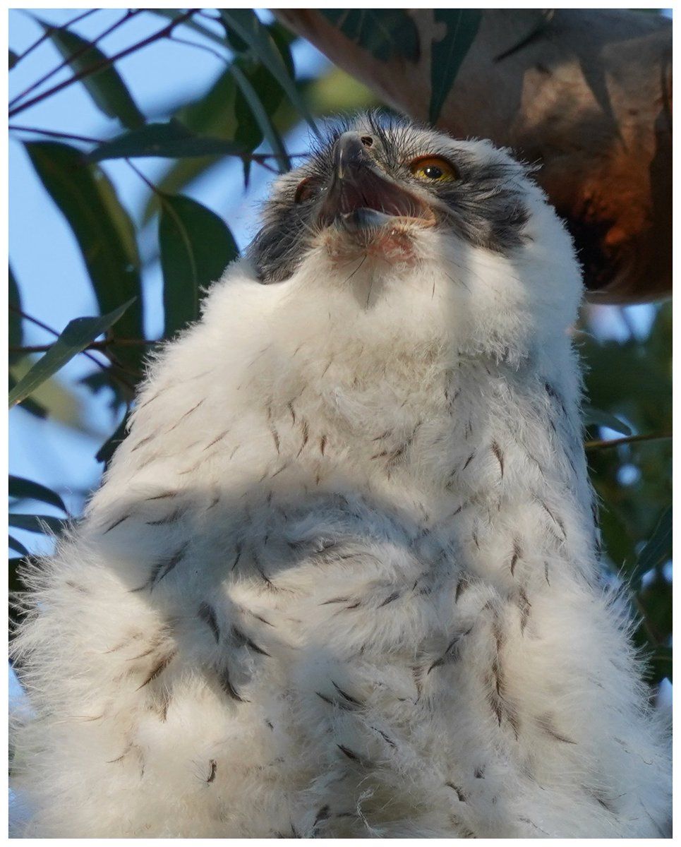 oh my god twitter doesn’t include alt text from images in their API