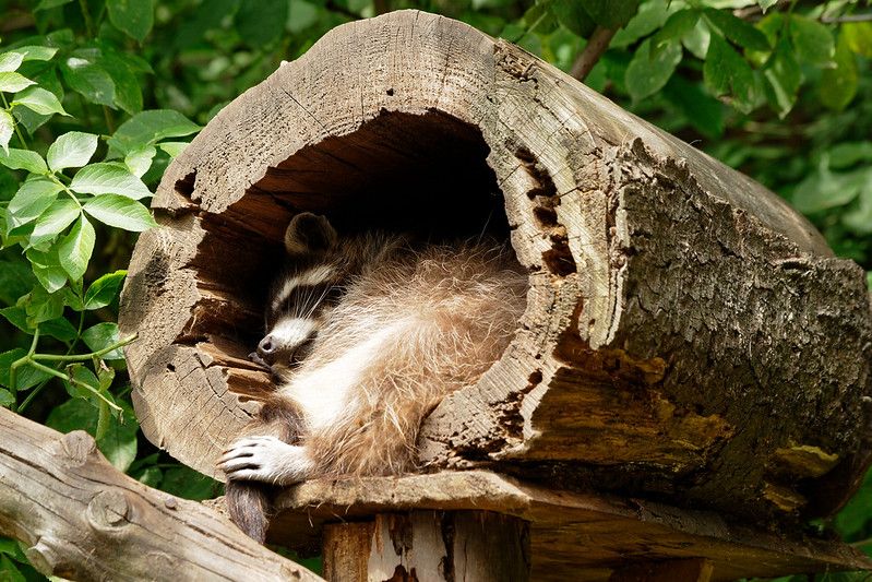 oh my god twitter doesn’t include alt text from images in their API