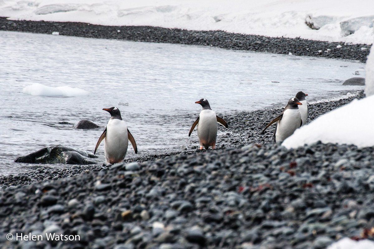 oh my god twitter doesn’t include alt text from images in their API