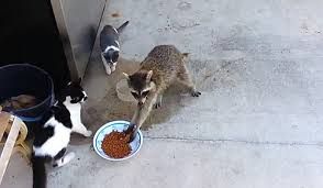 oh my god twitter doesn’t include alt text from images in their API