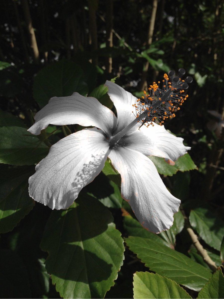 oh my god twitter doesn’t include alt text from images in their API