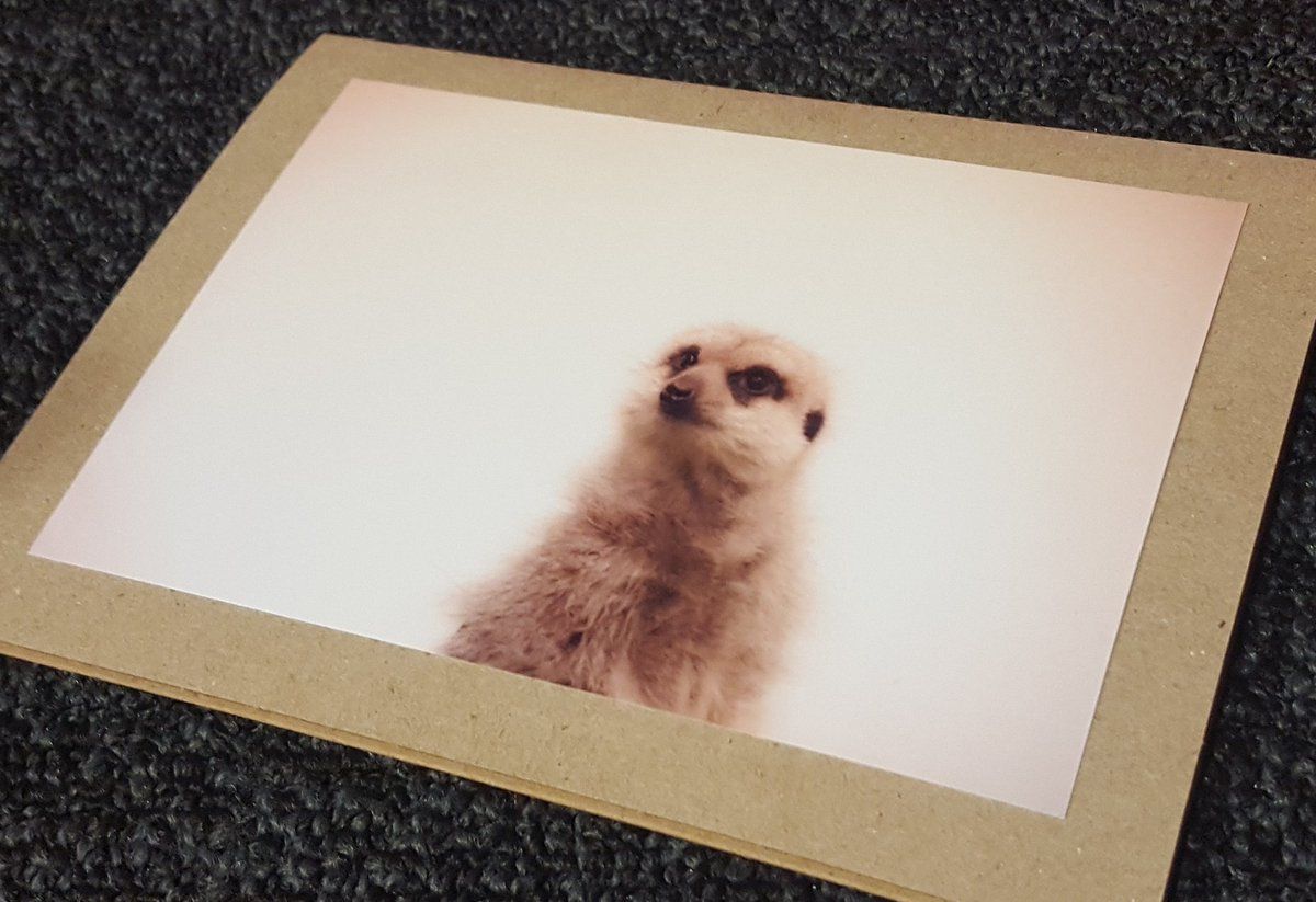 oh my god twitter doesn’t include alt text from images in their API