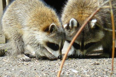 oh my god twitter doesn’t include alt text from images in their API