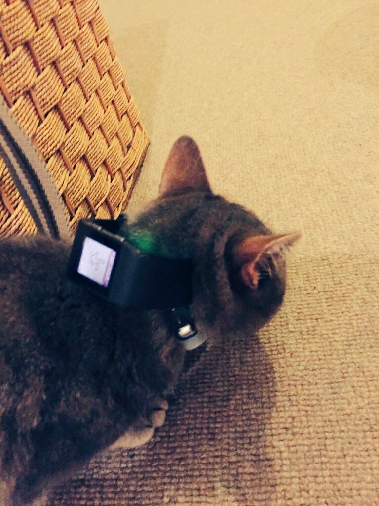 oh my god twitter doesn’t include alt text from images in their API