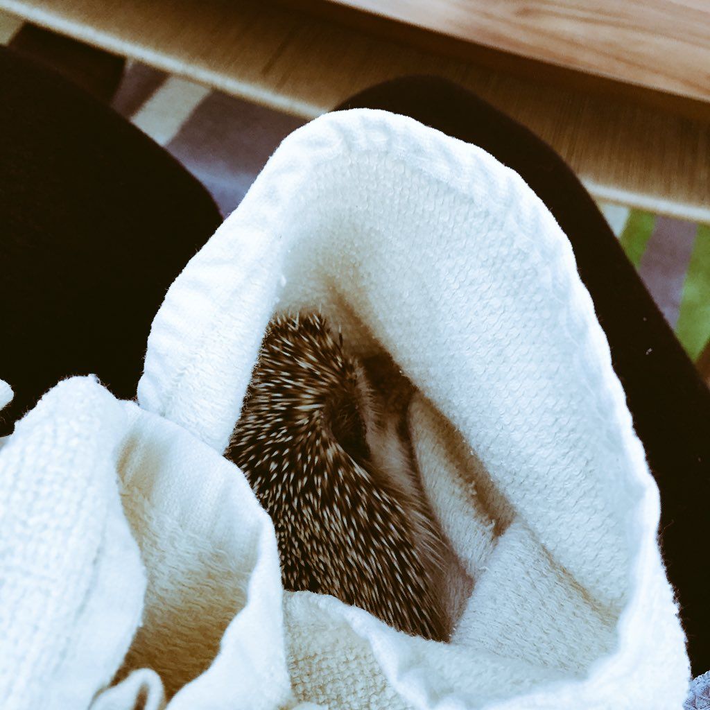 oh my god twitter doesn’t include alt text from images in their API