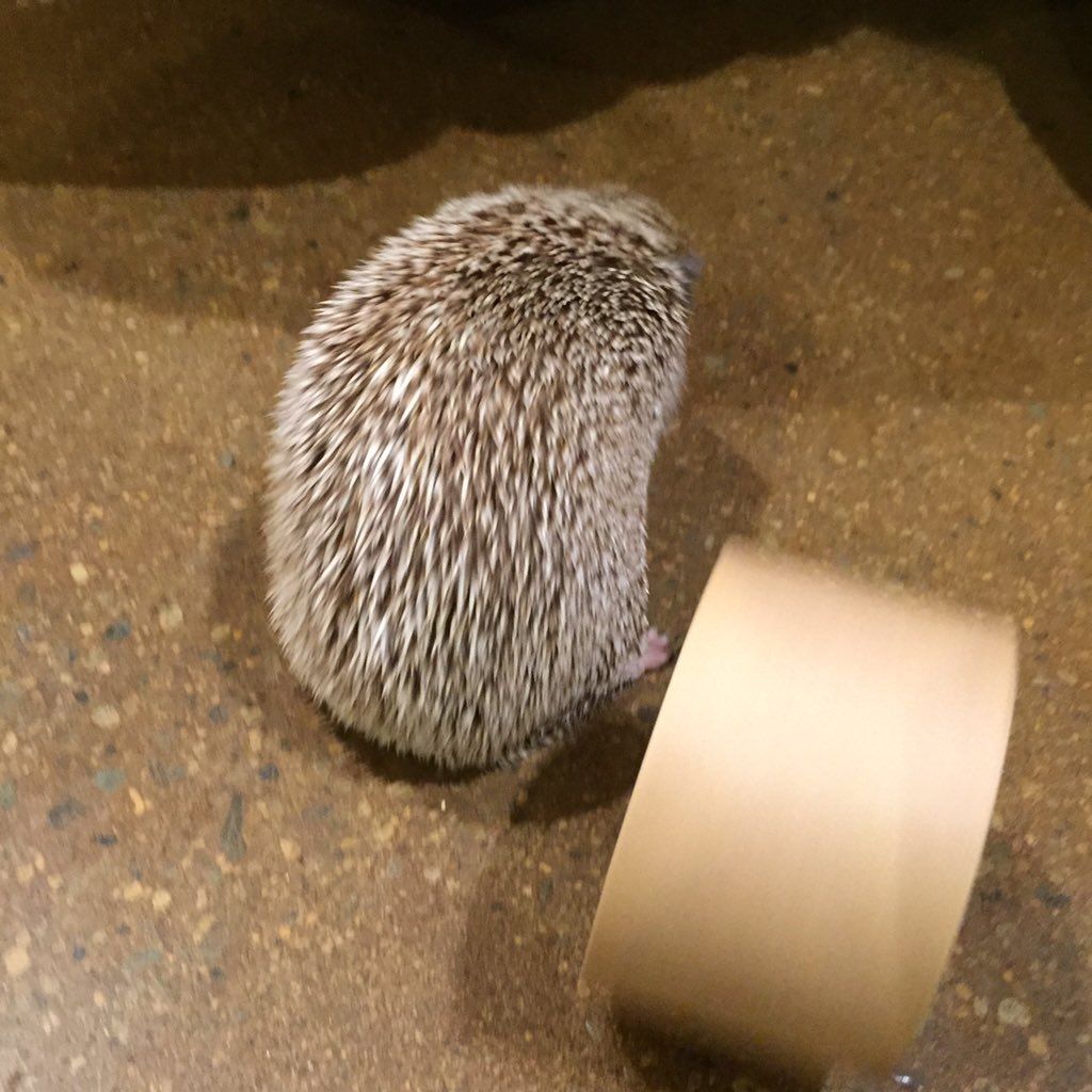 oh my god twitter doesn’t include alt text from images in their API