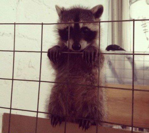 oh my god twitter doesn’t include alt text from images in their API