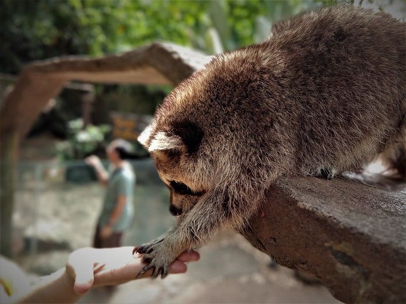 oh my god twitter doesn’t include alt text from images in their API