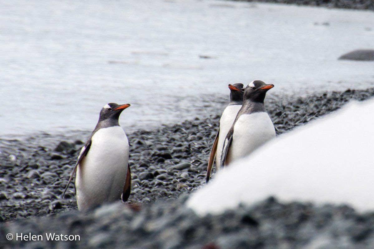 oh my god twitter doesn’t include alt text from images in their API