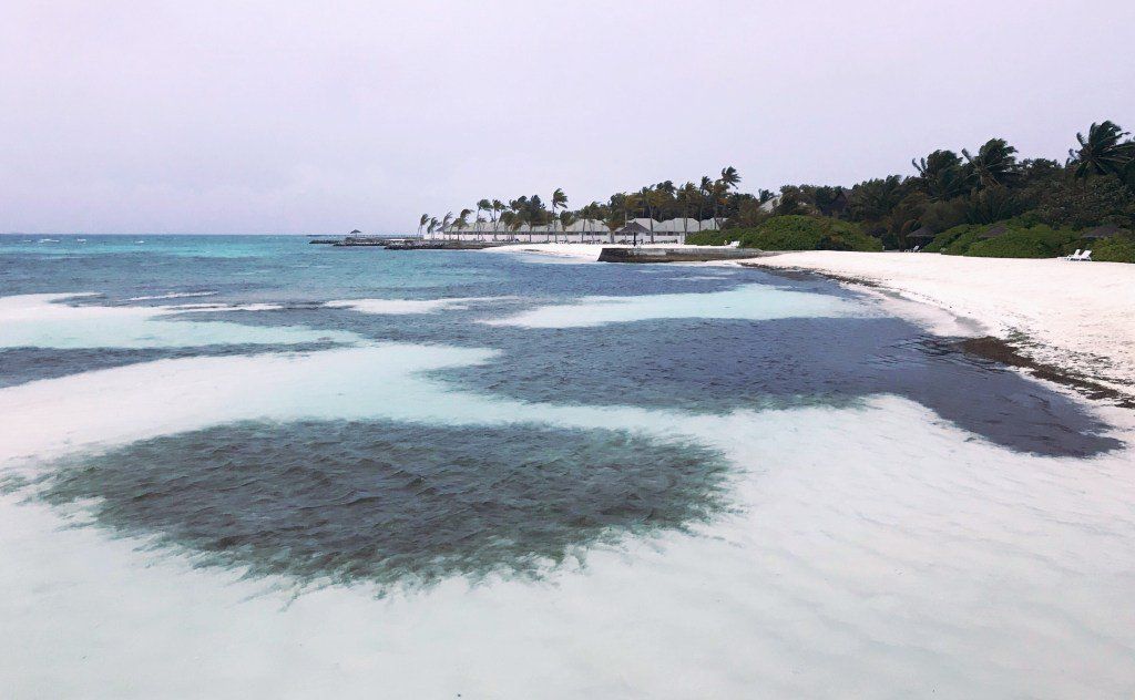 oh my god twitter doesn’t include alt text from images in their API