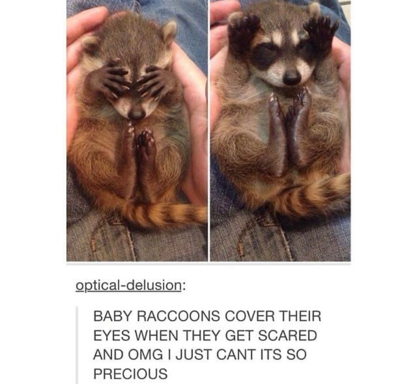 oh my god twitter doesn’t include alt text from images in their API