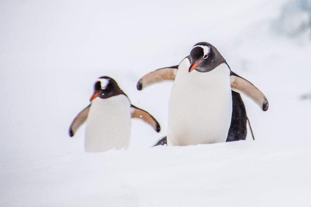 oh my god twitter doesn’t include alt text from images in their API