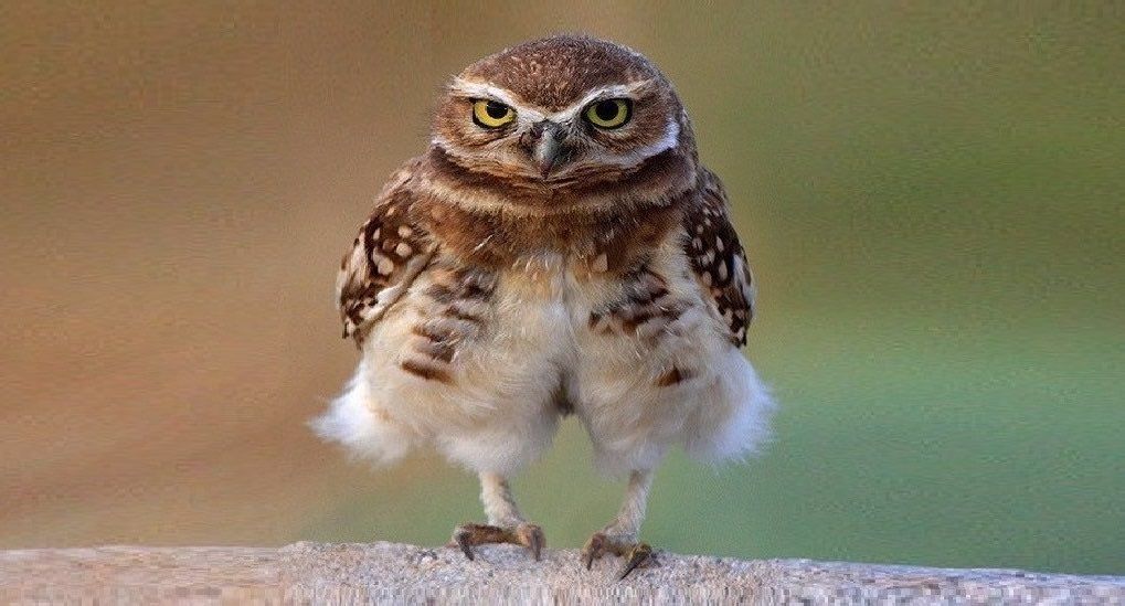 oh my god twitter doesn’t include alt text from images in their API