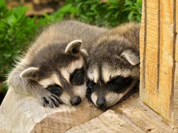 oh my god twitter doesn’t include alt text from images in their API