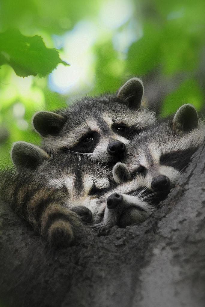 oh my god twitter doesn’t include alt text from images in their API