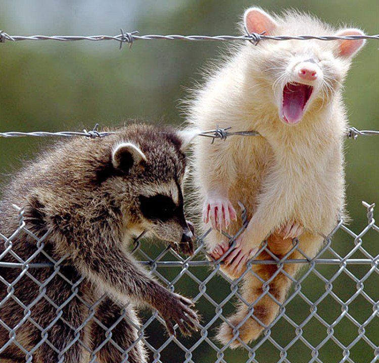 oh my god twitter doesn’t include alt text from images in their API