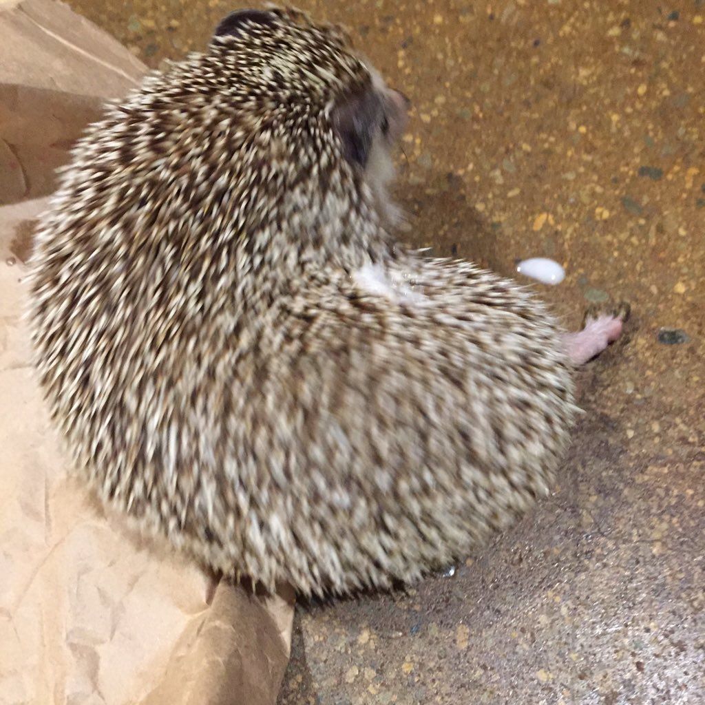 oh my god twitter doesn’t include alt text from images in their API