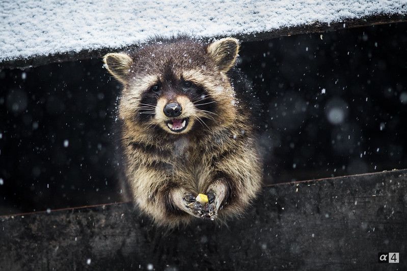 oh my god twitter doesn’t include alt text from images in their API