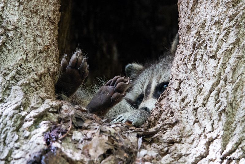 oh my god twitter doesn’t include alt text from images in their API