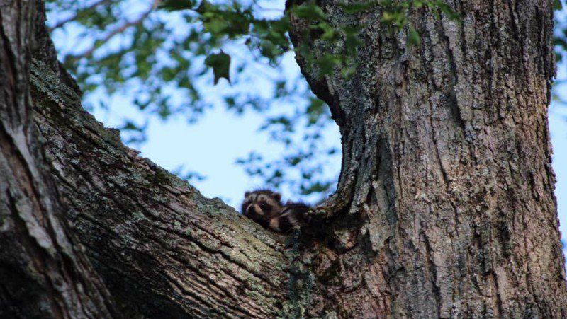 oh my god twitter doesn’t include alt text from images in their API