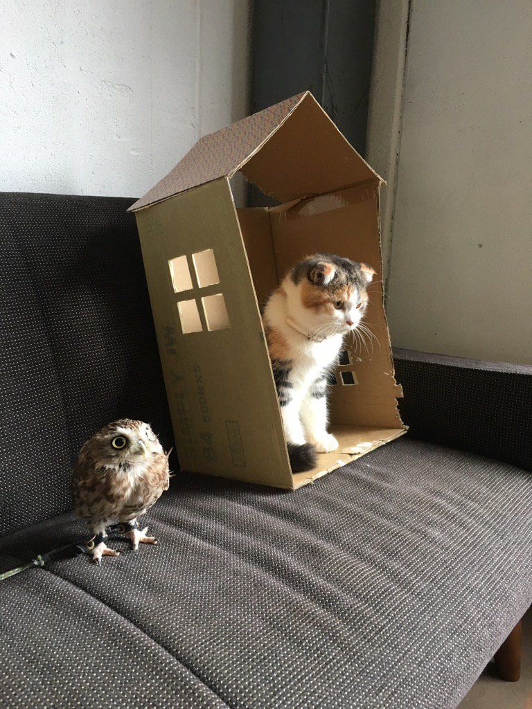 oh my god twitter doesn’t include alt text from images in their API