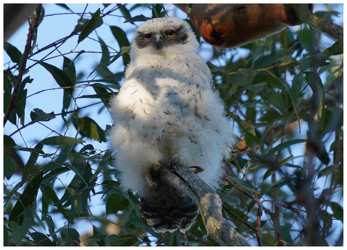 oh my god twitter doesn’t include alt text from images in their API