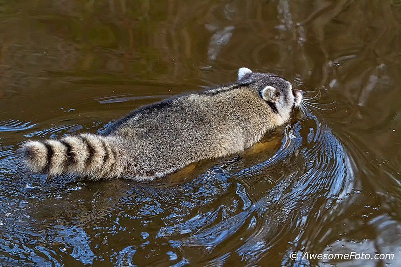 oh my god twitter doesn’t include alt text from images in their API